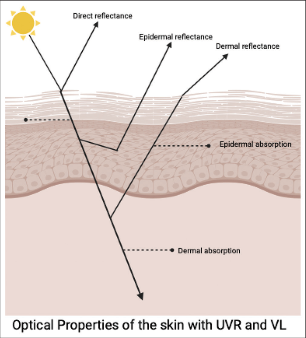 Optical properties of the skin. UVR: Ultraviolet radiation, VL: Visible light.